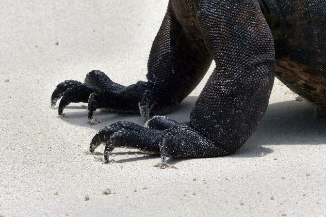 Claws of a marine iguana.