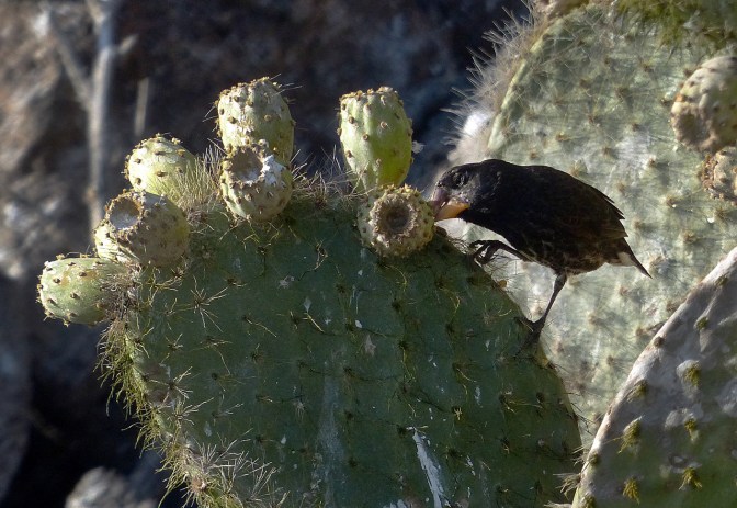 Cactus finch, one of Darwin's finches.