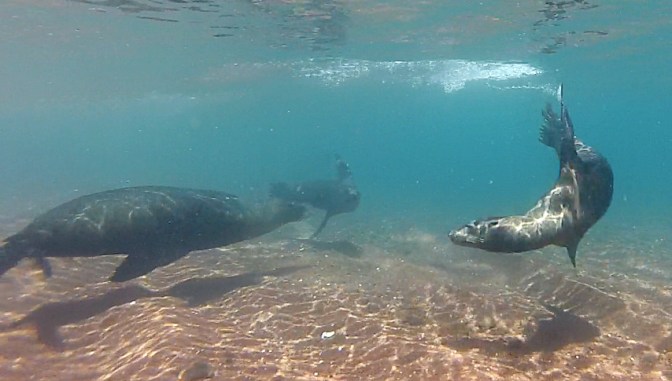Snorkelling with sea lions off Rábida Island.