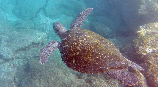 Green sea turtle while snorkelling off Buccaneer Cove.