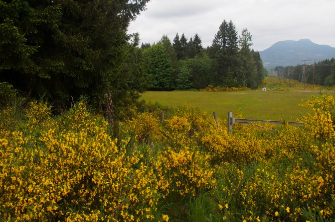 Scotch broom (Cytisus scoparius) is an invasive species that has spread throughout Vancouver Island, the Gulf Islands and the mainland but it adds a lovely splash of colour to the countryside.