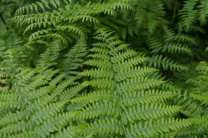 Sword fern (Polystichum munitum).