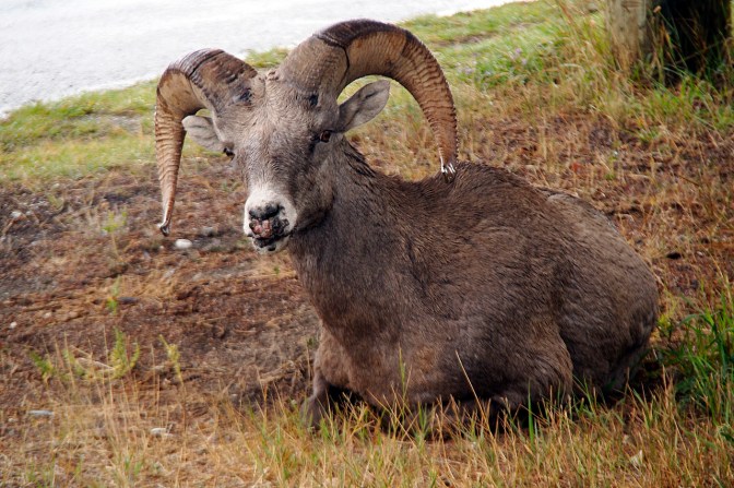 Relaxed Rocky Mountain bighorn sheep in Radium Hotsprings.