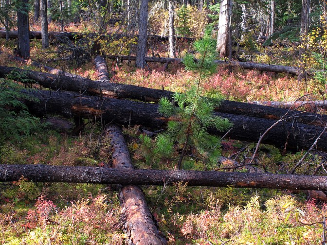 Young pine trees grow among fallen ones killed by a pine beetle infestation.