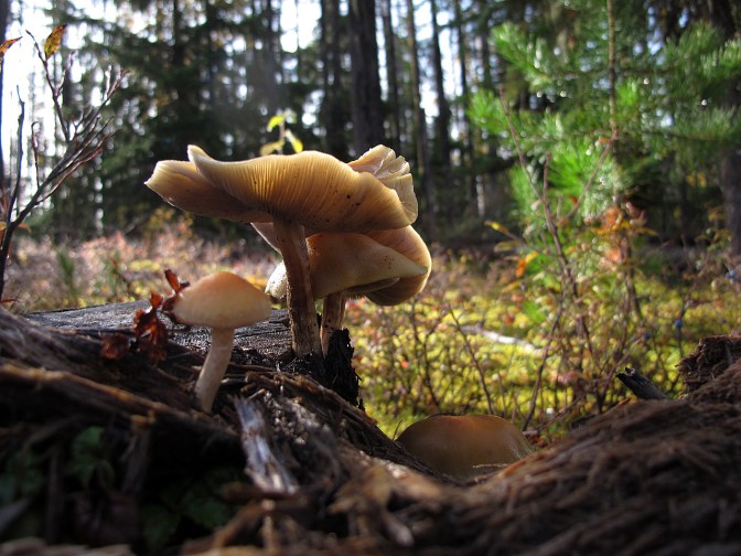 Mushrooms on a fallen tree.