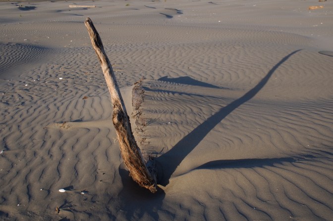 Driftwood sculpture on Grayland Beach.