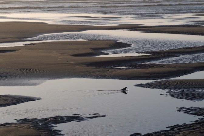 A plover on Grayland Beach.