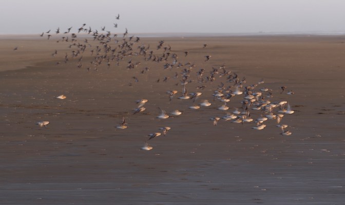 Plovers take flight on Grayland Beach.