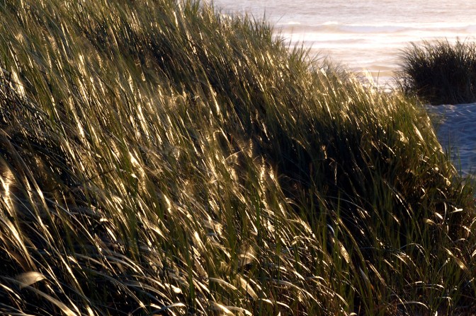 The wind playing in the dunes at Nehalem.