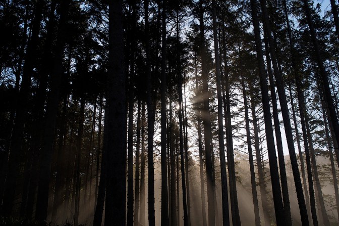 Sunrise at the Cape Lookout campsite.