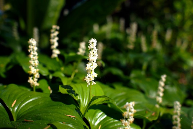 Little bloomers on the forest floor.