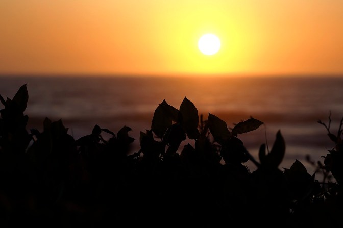 Salal sunset at Cape Lookout.