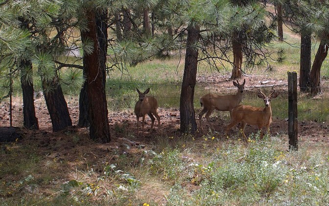 Deer were the only other users of the trail.