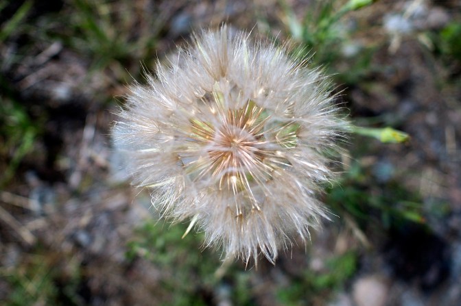 Fluffy seed pod.