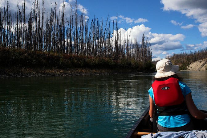 Forest fires are common but a necessary part of a healthy forest.