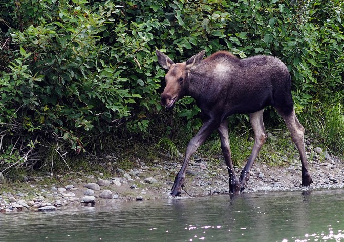 Young moose chasing us.