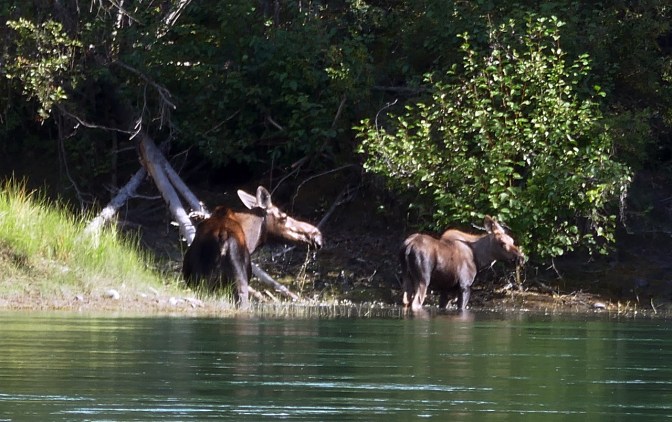 Cow moose and calf feeding on aquatic plants.
